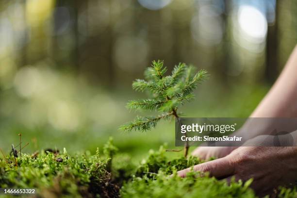 mujer de primer plano plantando un abeto joven en el bosque, dejándolo en el suelo - bosque fotografías e imágenes de stock