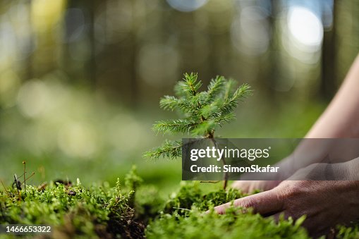 Close-up woman planting a young fir tree in the forest,putting it down on the ground Close-up woman planting a young fir tree in the forest,putting it down on the ground