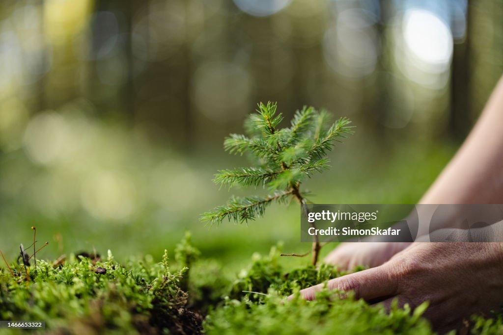 Close-up woman planting a young fir tree in the forest,putting it down on the ground