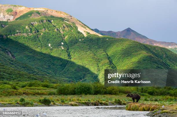 coastal brown bear (ursus arctos gyas) katmai national park, alaska - katmai national park bildbanksfoton och bilder