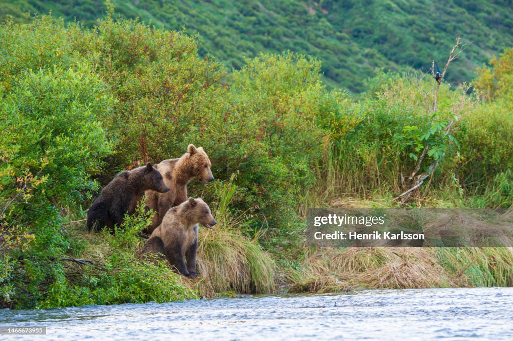 Coastal Brown Bear Katmai National Park Alaska High Res Stock Photo coastal-brown-bear-katmai-national-park-alaska-high-res-stock-photo
