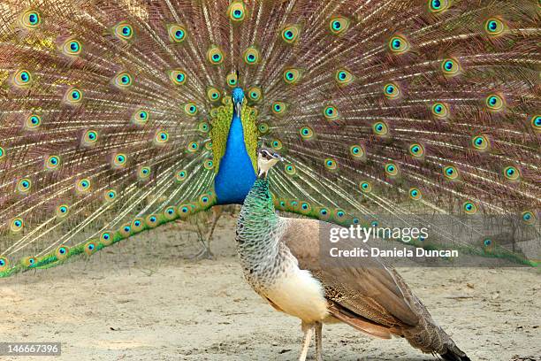 peacock and peahen - mannetje stockfoto's en -beelden