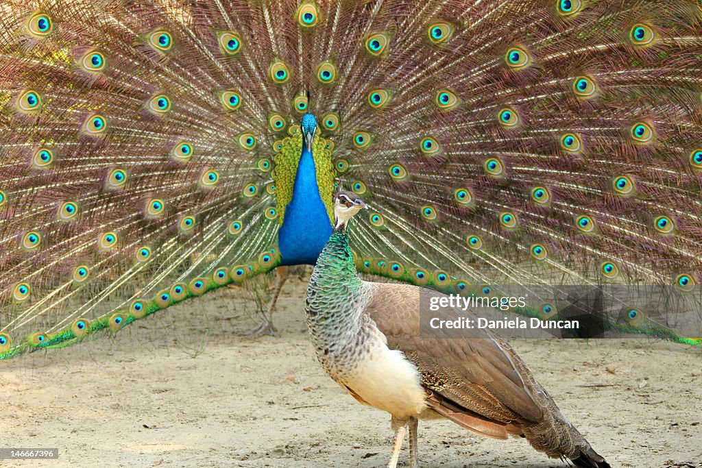 Peacock and peahen