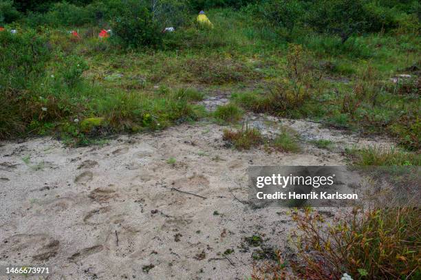 tracks of coastal brown bear and grey wolf around camping site,katmai national park, alaska - bear camping stock pictures, royalty-free photos & images