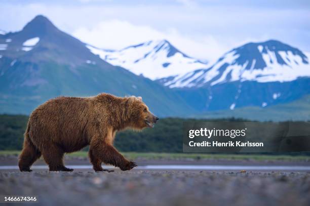 coastal brown bear (ursus arctos gyas) katmai national park, alaska - grizzly bear stock pictures, royalty-free photos & images