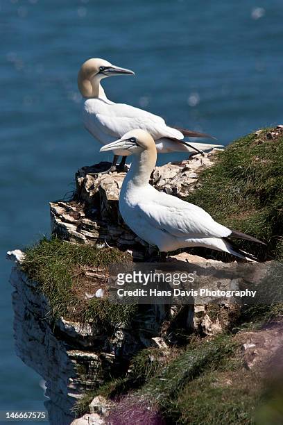 northern gannets at edge of rock - north yorkshire stock-fotos und bilder
