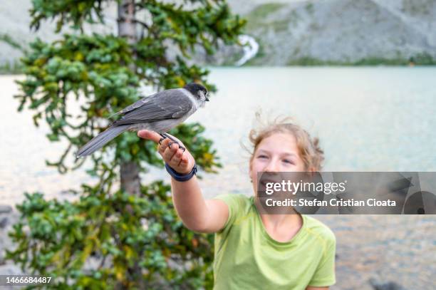 bird sitting on the hand of a girl joffre lakes provincial park - childs arm stock pictures, royalty-free photos & images