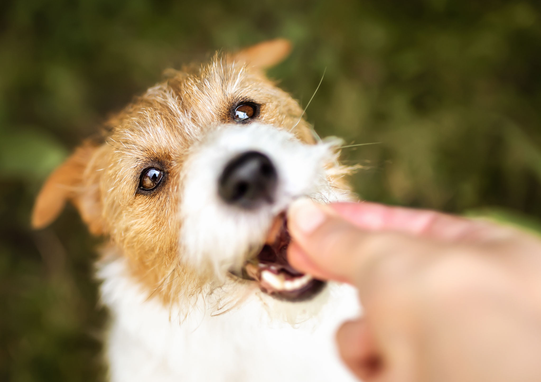 healthy dog care