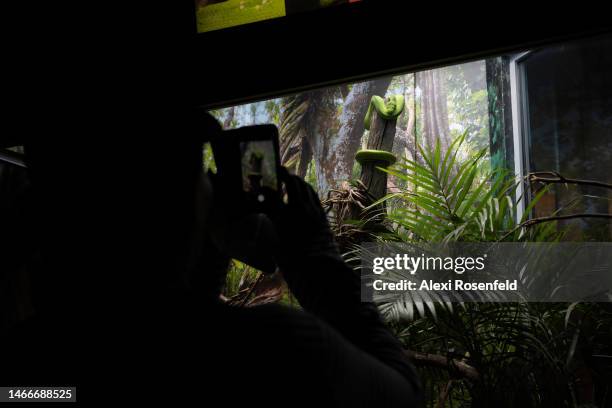 Person looks at a Australian tree snake at Sydney Zoo on February 16, 2023 in Sydney, Australia. Sydney Zoo, located at Bungarribee Park in Western...