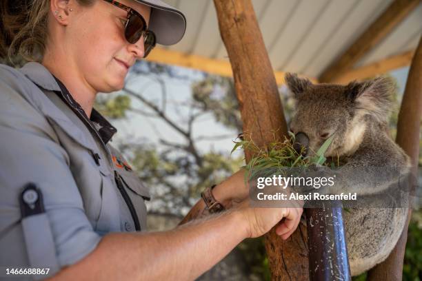 Zoo keeper interacts with Willaw, a female koala, at Sydney Zoo on February 16, 2023 in Sydney, Australia. Sydney Zoo, located at Bungarribee Park in...