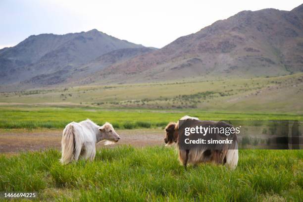 yaks standing in grass - yak stockfoto's en -beelden