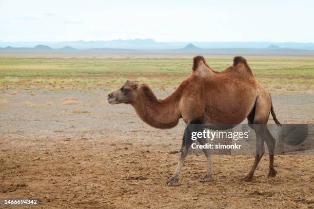 wild bactrian camel walking - bactrian camel stock pictures, royalty-free photos & images