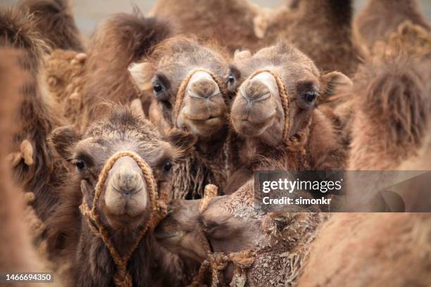 close-up of bactrian camels - mongolian gobi stock pictures, royalty-free photos & images