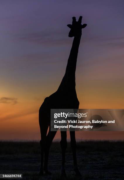 1,010 Animated Giraffe Photos and Premium High Res Pictures - Getty Images 1,010 Animated Giraffe Photos and Premium High Res Pictures - Getty Images