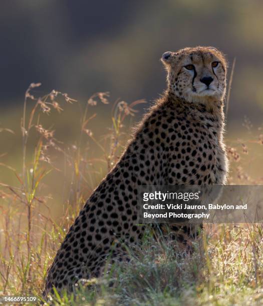 majestic portrait of cheetah backlit and looking at camera - rim light portrait stock pictures, royalty-free photos & images