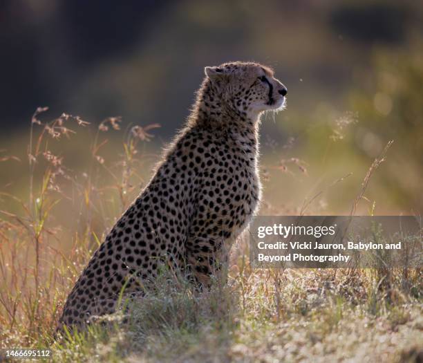 beautiful profile portrait of cheetah backlit in maasai mara, kenya - rim light portrait stock pictures, royalty-free photos & images