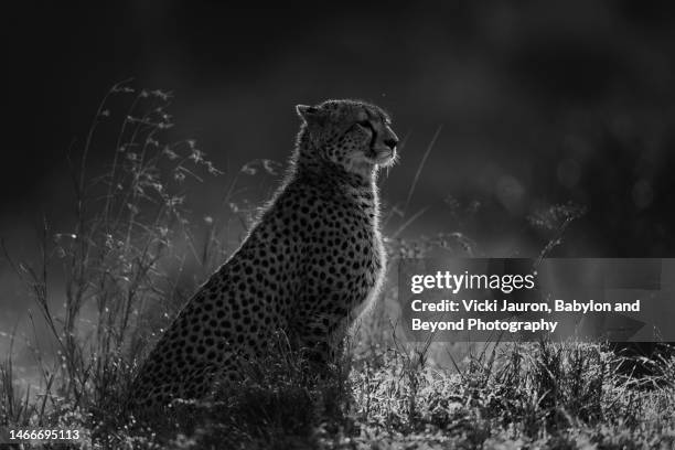 dramatic portrait of cheetah backlit in black and white - rim light portrait stock pictures, royalty-free photos & images
