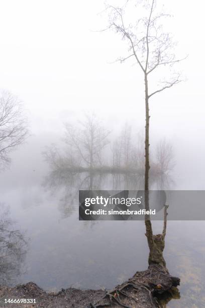island on the misty lake - simonbradfield stock pictures, royalty-free photos & images