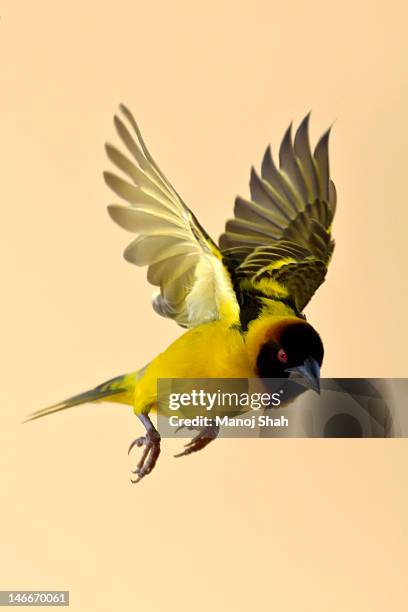 black headed weaver in flight - dierenvleugel stockfoto's en -beelden