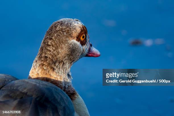close-up of egyptian goose against blue sky,dietikon,switzerland - gerold guggenbuehl fotografías e imágenes de stock