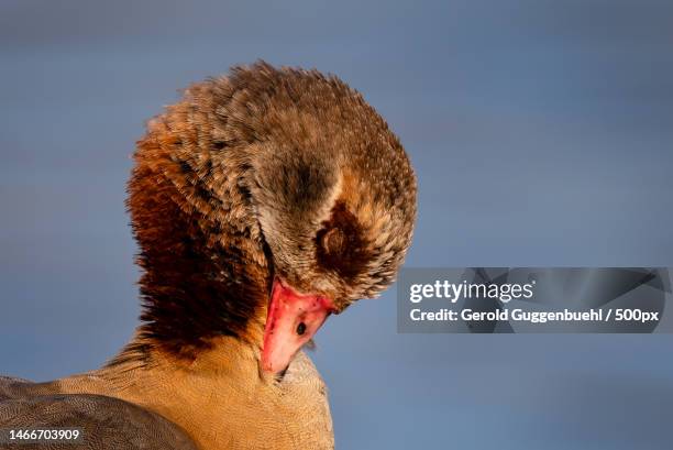 close-up of duck against sky,dietikon,switzerland - gerold guggenbuehl stock pictures, royalty-free photos & images