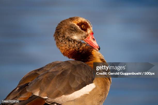 close-up of duck,dietikon,switzerland - gerold guggenbuehl stock pictures, royalty-free photos & images