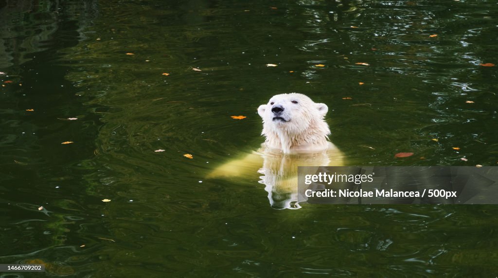 Polar bear swimming in water pool autumn zoo