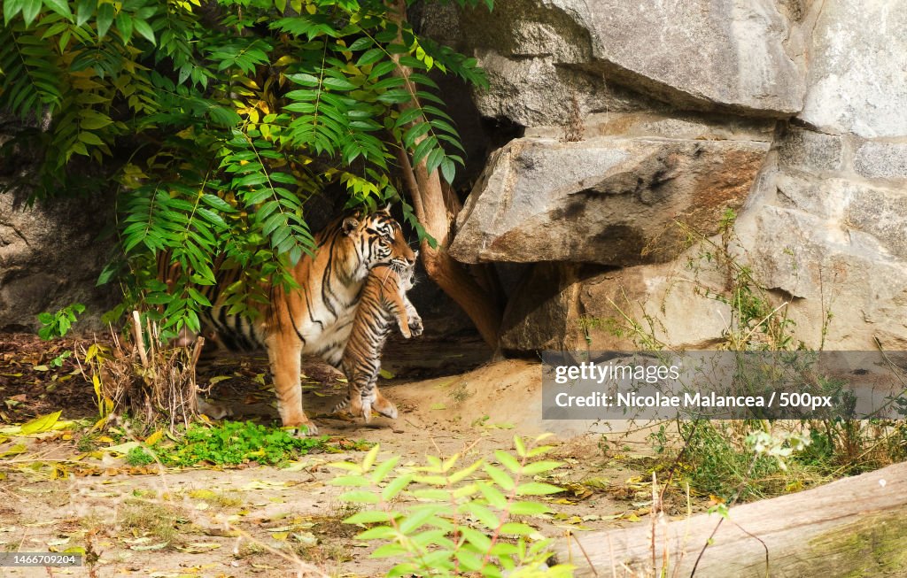 Tigress mother carrying her small young cub
