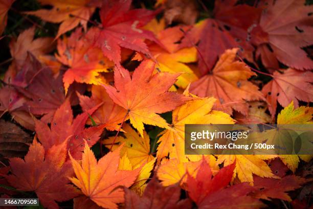 close-up of maple leaves on tree,japan - 十和田市 stock pictures, royalty-free photos & images