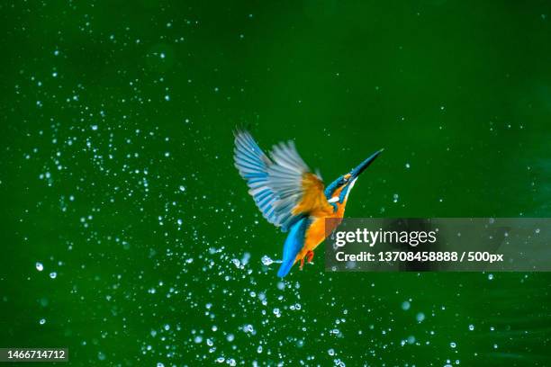 close-up of kingfisher flying over water,china - common kingfisher stock pictures, royalty-free photos & images