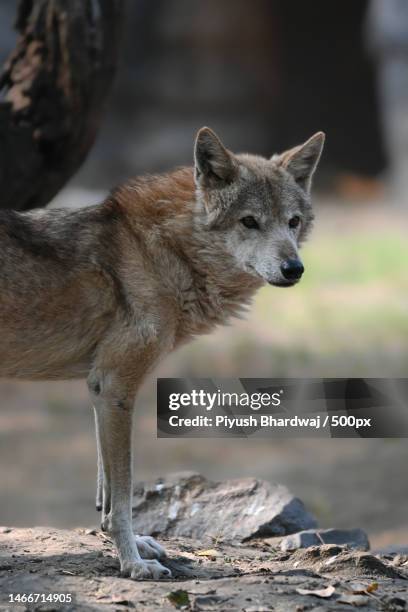 close-up of fox standing on land,delhi,india - vildhund bildbanksfoton och bilder