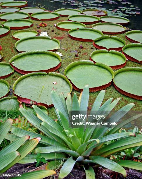 bromeliad and victoria regia on lake - bromeliad stock pictures, royalty-free photos & images