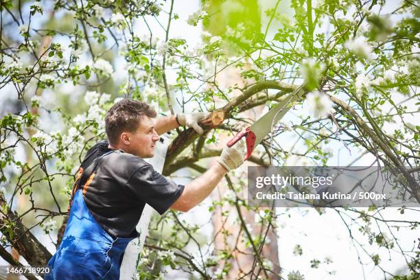 a man with a saw cuts a branch of a blooming apple tree in the garden,russia - cutting green apple stock pictures, royalty-free photos & images