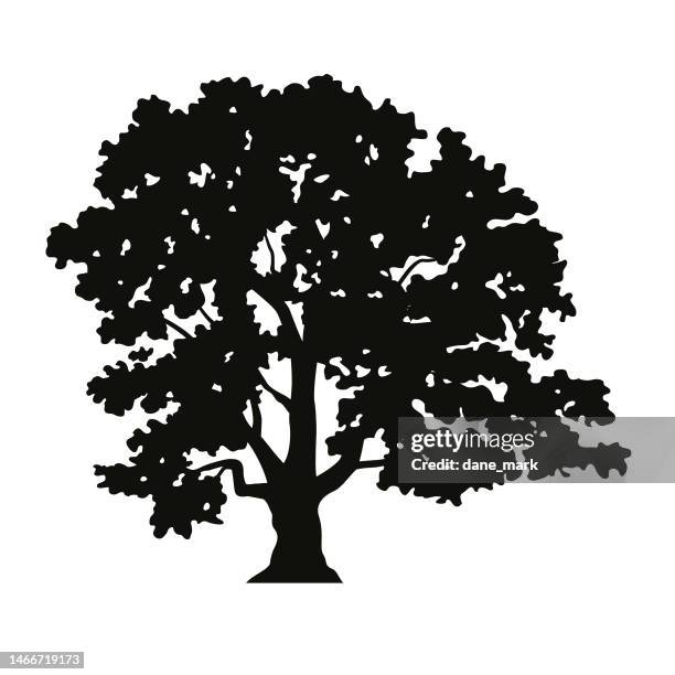 stockillustraties, clipart, cartoons en iconen met oak tree - eik