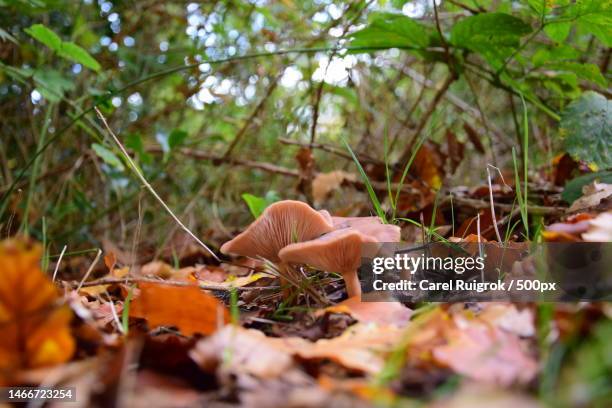 close-up of mushroom growing on field,netherlands - toadstools stockfoto's en -beelden