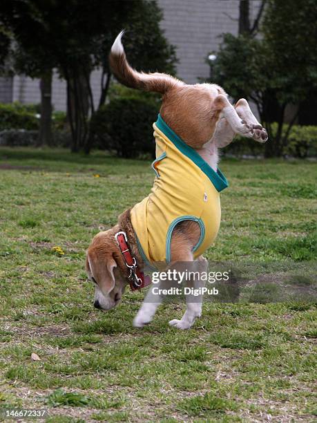 handstand walking dog - acrobatic activity fotografías e imágenes de stock