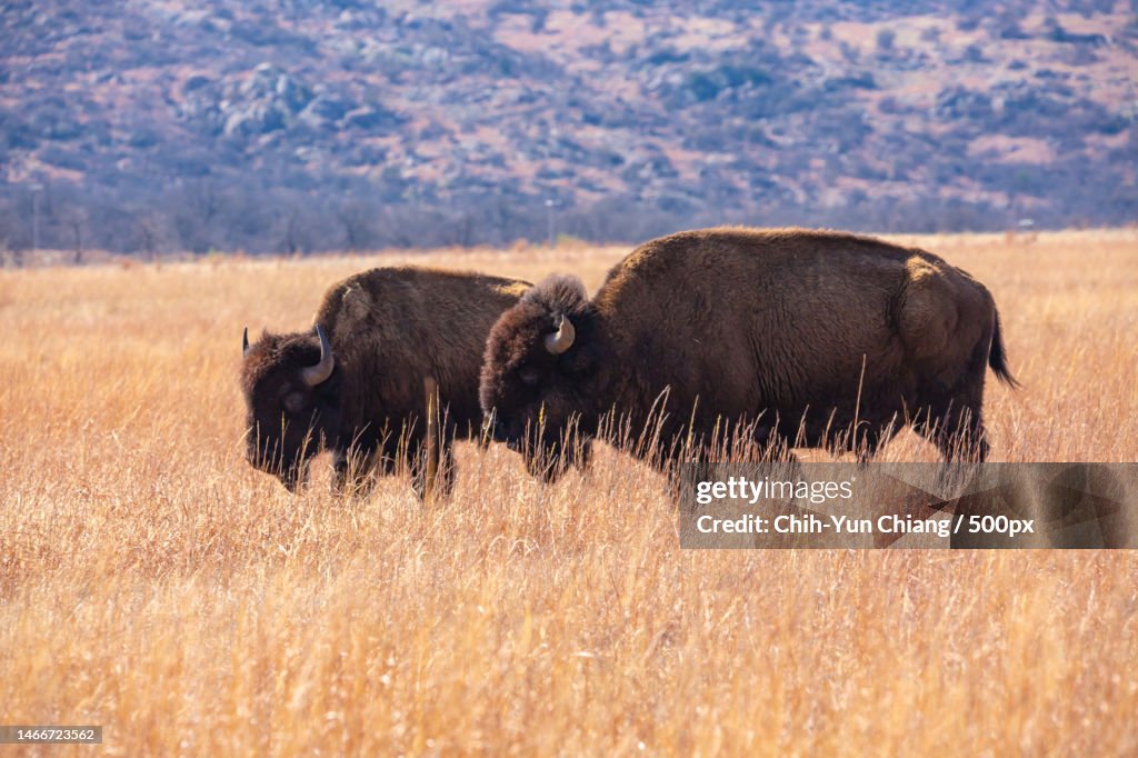 Side view of rhinoceros standing on field,Wichita Mountains,Oklahoma,United States,USA