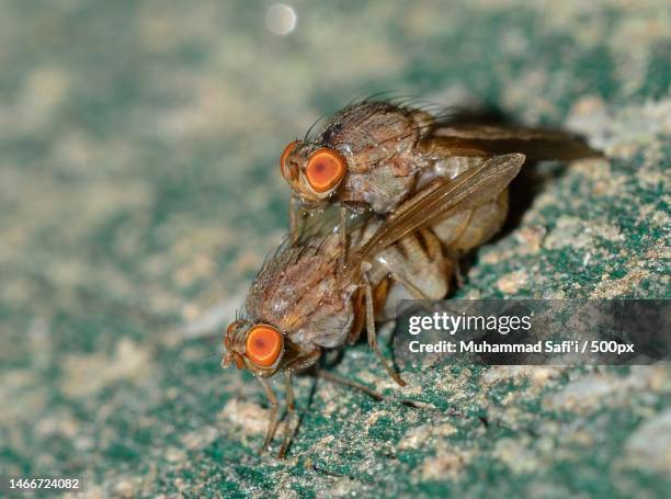 a pair of breeding flies,indonesia - drosophila stock-fotos und bilder