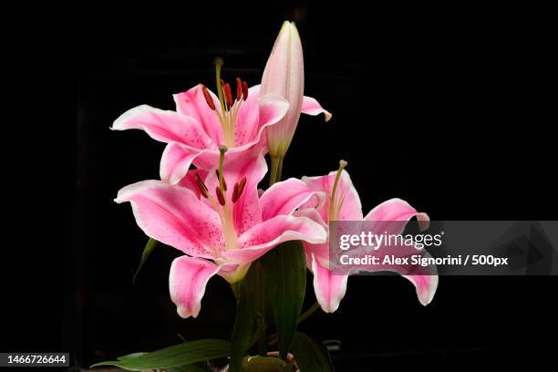 close-up of pink flower against black background,verona,italy - lily flower stock pictures, royalty-free photos & images