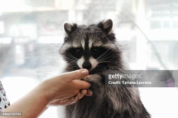 raccoon taking snacks from female hand. cute wild animal close up. - begging animal behavior stock-fotos und bilder