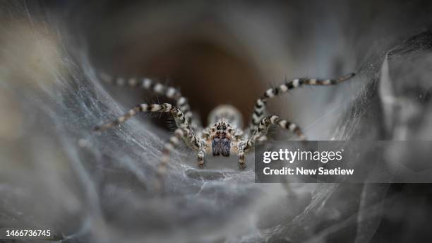 macro image at high magnification of spider is wildlife from asian. - spider fotografías e imágenes de stock