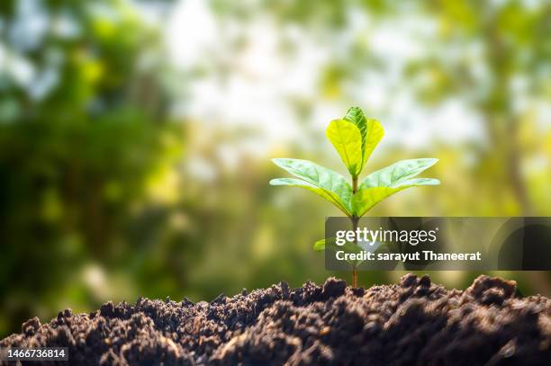 planting seedlings young plant in the morning light on nature background - sapling stock pictures, royalty-free photos & images