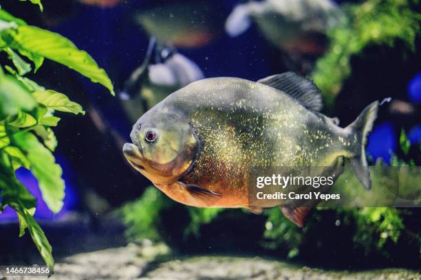 fishes in the sea - caribes stock pictures, royalty-free photos & images