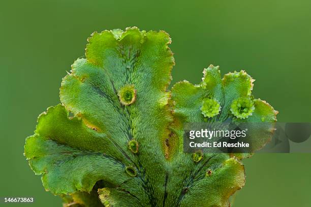 gemmae cups and gemmae on a liverwort (marchantia) - prothallium stock pictures, royalty-free photos & images