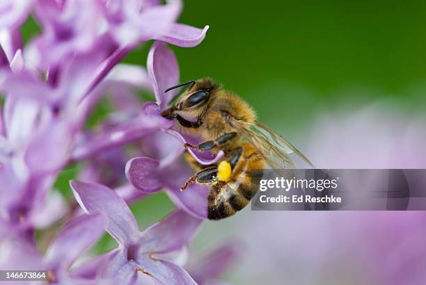 honey bee with a pollen basket necturing on lilac - honey bee stock-fotos und bilder