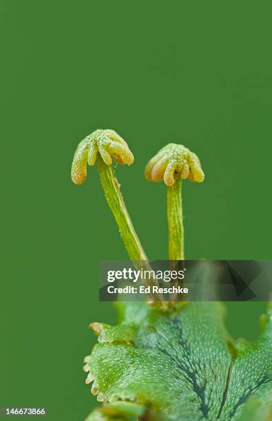 liverwort archegonial stalks (female gametophytes) - archegonia stock pictures, royalty-free photos & images
