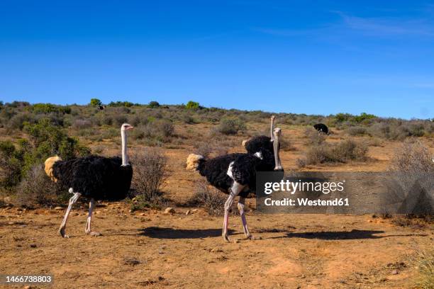 south africa, western cape province, ostriches in little karoo - karoo stock pictures, royalty-free photos & images