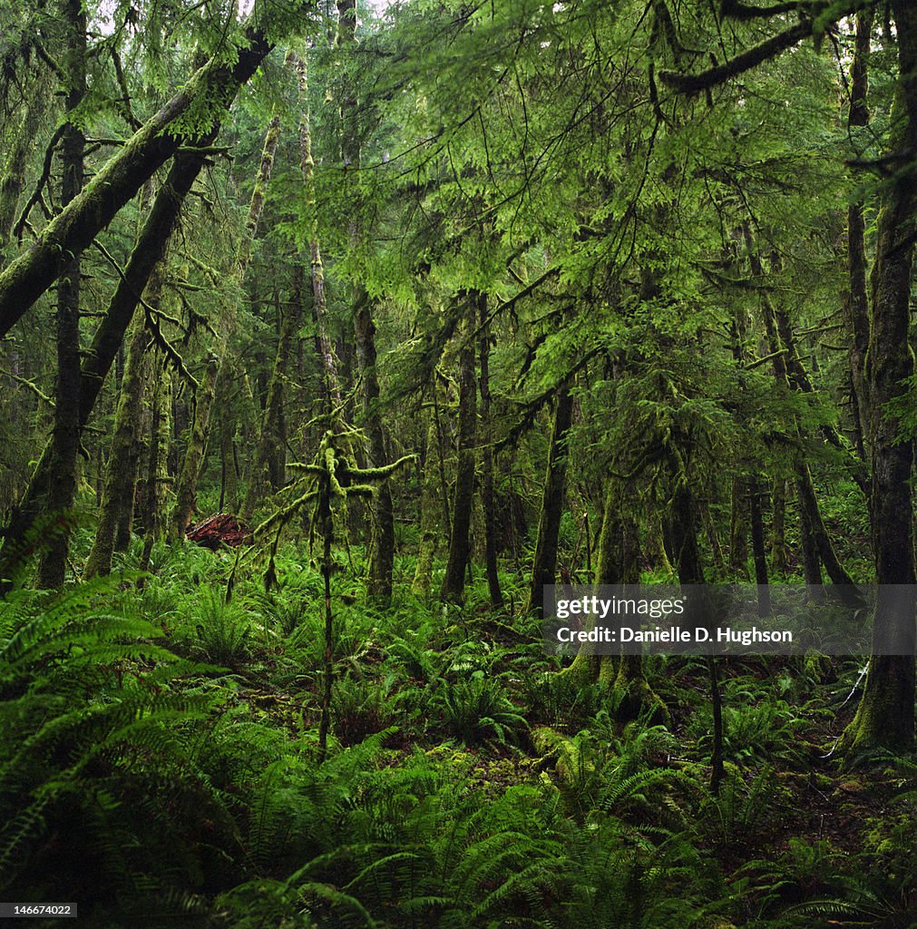 Dense mossy forest