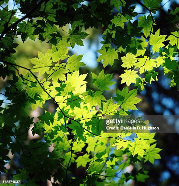 green maple leaves - danielle greentree stock pictures, royalty-free photos & images