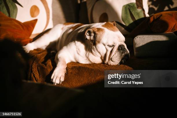 dog asleep on the sofa - bulldogge stock-fotos und bilder